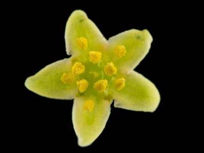 Caudex Pachypodium Brevicaule van oorsprong Madagaskar, Huis en Inrichting, Kamerplanten, Overige soorten, Minder dan 100 cm, Bloeiende kamerplant