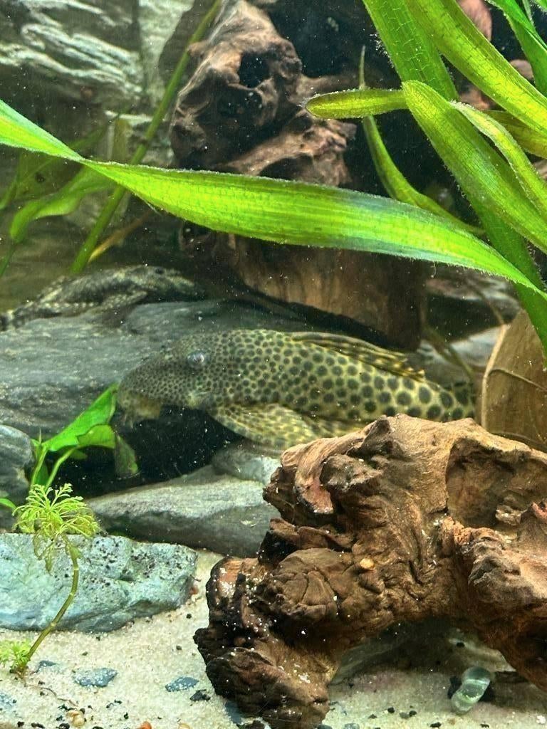 Prachtige Peckoltia Sabaji (L075/L124) Pleco – 12-15 cm, Dieren en Toebehoren, Vis, Zoetwatervis
