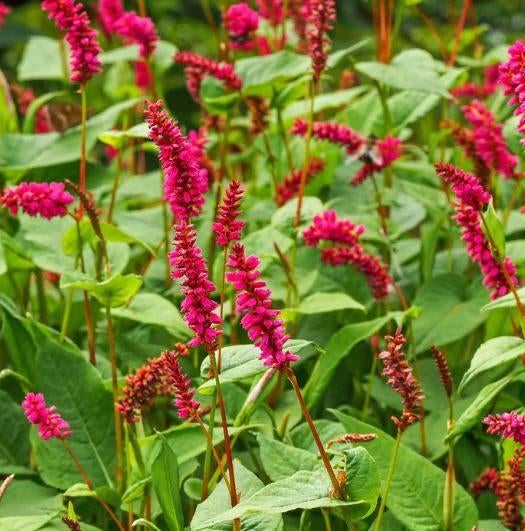 duizendknoop Persicaria Amplexicaulis Specios, Tuin en Terras, Planten | Tuinplanten, Ophalen of Verzenden, Vaste plant, Overige soorten