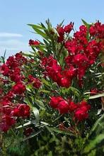 2 Oleander | Prachtig Nerium oleander 'Hardy Red' winterhard, Ophalen, Vaste plant, Overige soorten, Volle zon