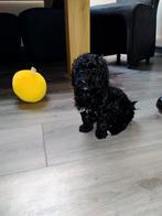 Super mooie Maltipoo pups, Overige rassen, 8 tot 15 weken, Meerdere, Meerdere dieren