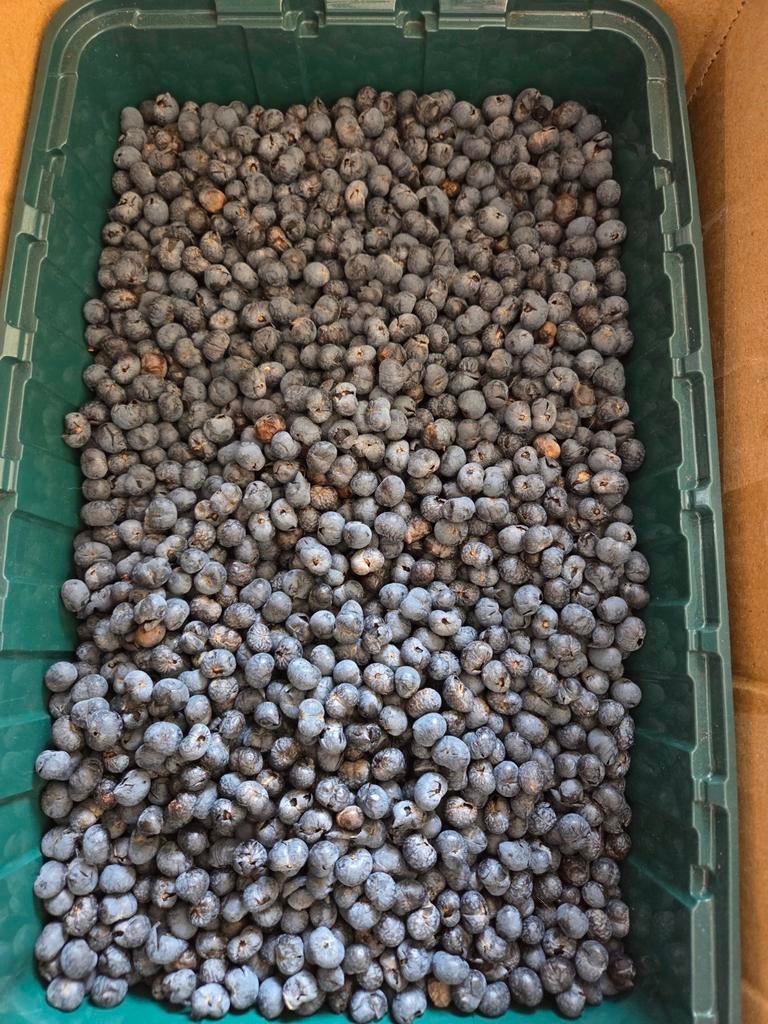 Zaden trachycarpus fortunei palmboom (winterhard), Tuin en Terras, Bloembollen en Zaden, Ophalen of Verzenden, Gehele jaar, Volle zon