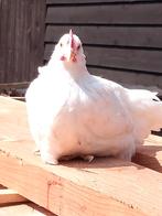 jonge leghoorn hennen, Dieren en Toebehoren, Pluimvee, Vrouwelijk, Kip