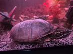 Muskus schilpad, Dieren en Toebehoren, Reptielen en Amfibieën