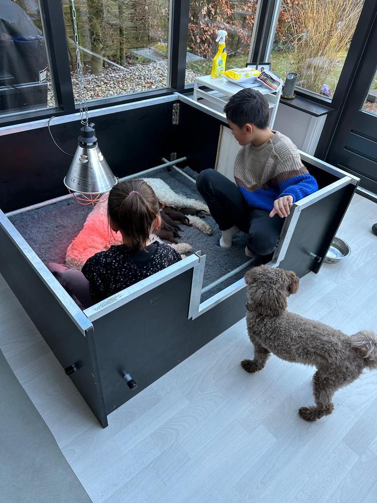 Werpkist hond van betonplex, Dieren en Toebehoren, Ophalen, Gebruikt