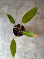 Philodendron Painted Lady plantje, Ophalen of Verzenden, Halfschaduw, Minder dan 100 cm