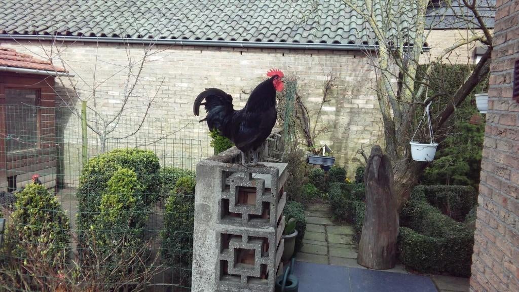 Haan Mergellandhoen (Poule de Herve), Mannelijk, Kip