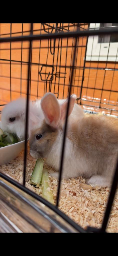 Konijntjes, Dieren en Toebehoren, Knaagdieren, Vrouwelijk, Overige typen, Februari, Tam