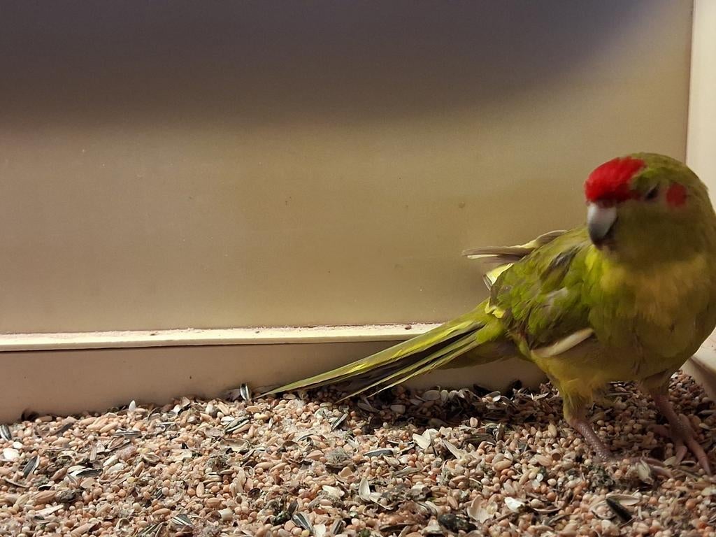 Kakariki man, Dieren en Toebehoren, Mannelijk, Parkiet