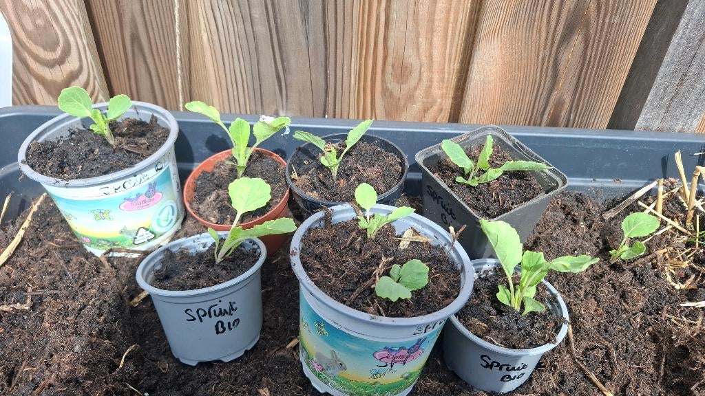 Spuiten (biologisch), Tuin en Terras, Volle zon, Groenteplanten, Eenjarig, Ophalen of Verzenden