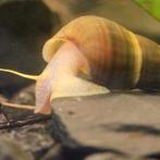 Tylomelania sp. albino * zeldzaam* jonge dieren, Kreeft, Krab of Garnaal, Zoetwatervis