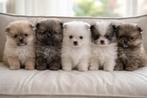Pomeriaan pups, Keeshond, Meerdere, Meerdere dieren, Nederland