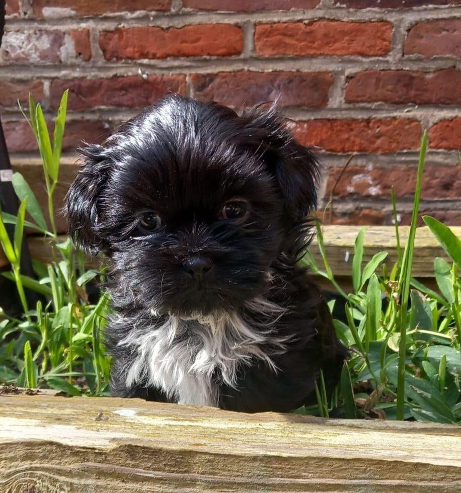 Prachtig nestje Shih Tzu pups, Parvo, Overige rassen, 8 tot 15 weken, Meerdere