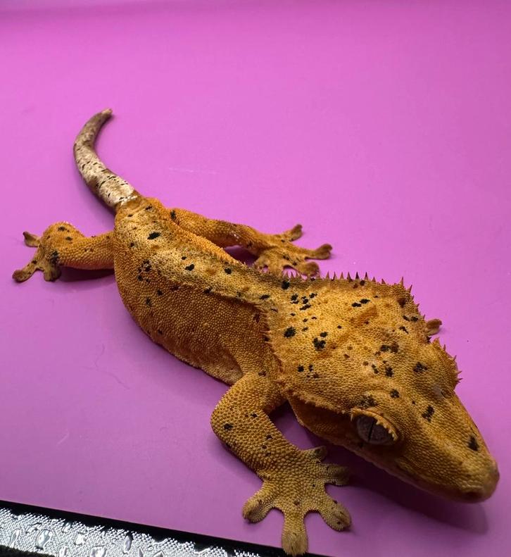 Wimpergekko vrouw red super dalmatian Crested Gecko - female for sale from RX Cresties