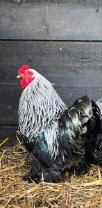 Brahma kriel ! Zeldzaam, Dieren en Toebehoren, Pluimvee, Kip