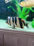 Datnioides Microlepis Sumatra tijgerbaars, Vis, Zoetwatervis, Schoolvis