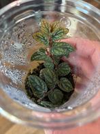 Terrariumplant Pellionia pulchra, Ophalen of Verzenden, Halfschaduw, Minder dan 100 cm