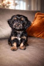 Havanezer pup teefje, Overige rassen, 8 tot 15 weken, Teef, Parvo