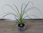 Mooie Olifantspoot / Nolina in leuke stoere sierpot., Ophalen, Overige soorten, Halfschaduw, In pot