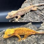 Correlophus ciliatus - Wimpergekko - Crested Gecko, Dieren en Toebehoren, Hagedis, 0 tot 2 jaar