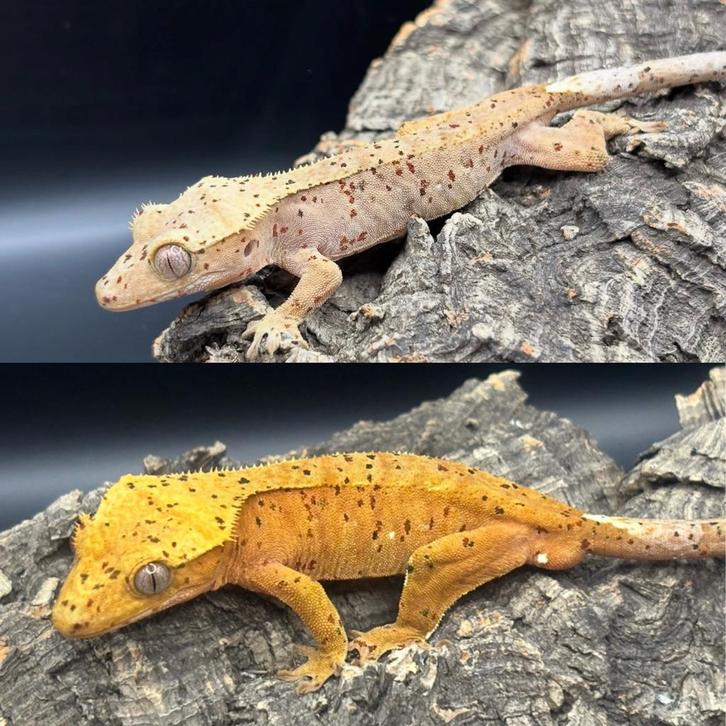 Correlophus ciliatus - Wimpergekko - Crested Gecko Crested Gecko - unknown for sale from Miranda