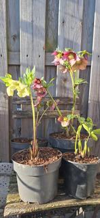 Helleborus, Vaste plant, Halfschaduw, Winter, Ophalen