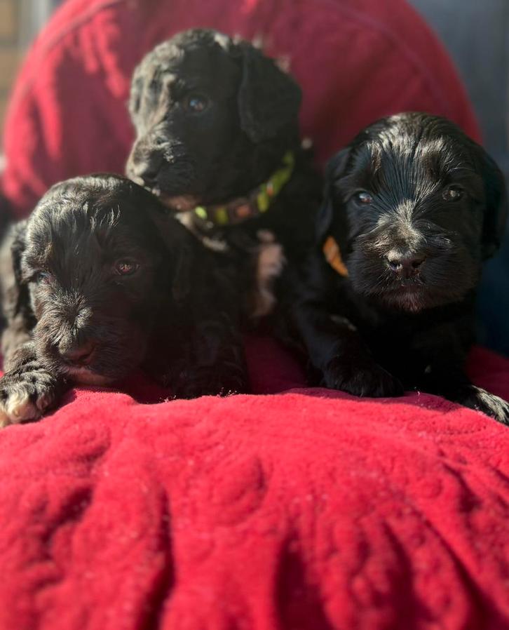 Gitzwarte medium Cobberdog / Australian Labradoodle pups, Dieren en Toebehoren, Honden | Retrievers, Spaniëls en Waterhonden, Meerdere dieren