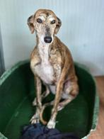ACE: Beti is een prachtige, elegante hond, Dieren en Toebehoren, Particulier, Galgo, Buitenland, Teef
