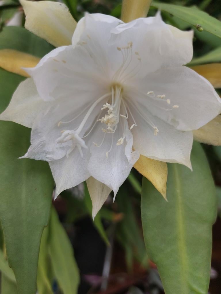 Epiphyllum Pumilum - Gewortelde stek, Huis en Inrichting, Kamerplanten, Ophalen of Verzenden, Halfschaduw, Minder dan 100 cm