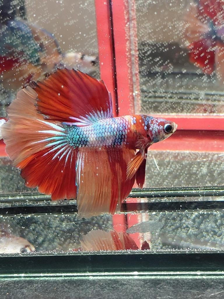 Nemo koi betta halfmoon man, Vis, Zoetwatervis