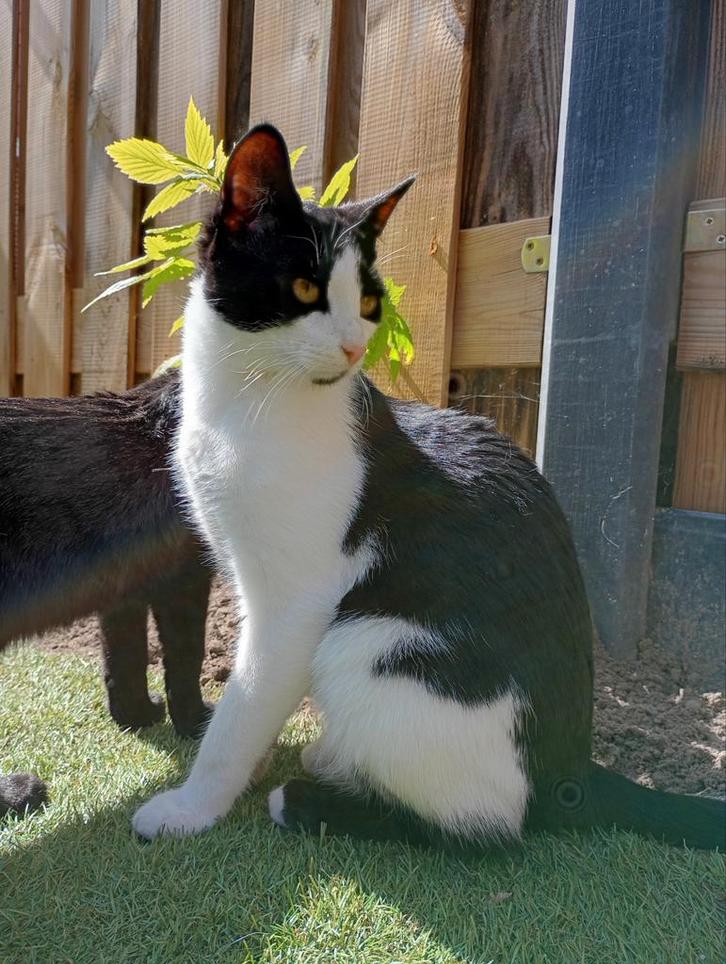 Aanhankelijke lieve Kitten ( kater ) 💙, Dieren en Toebehoren, Katten en Kittens | Overige Katten, Kater