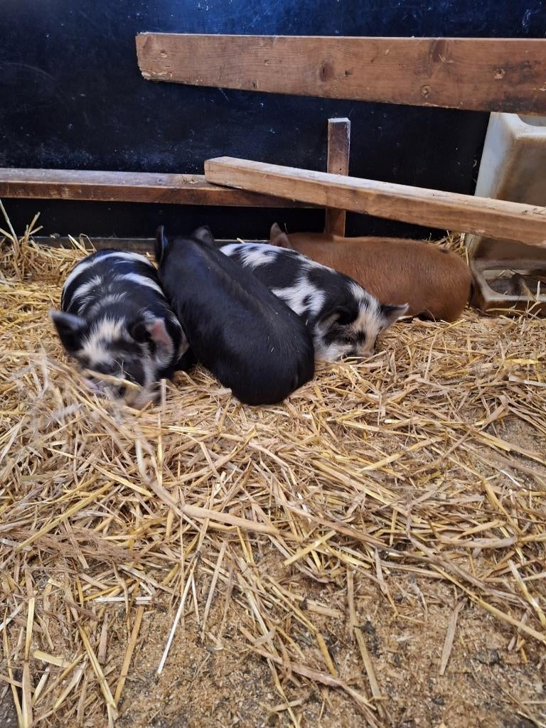 kunekune beer, Mannelijk, Varken