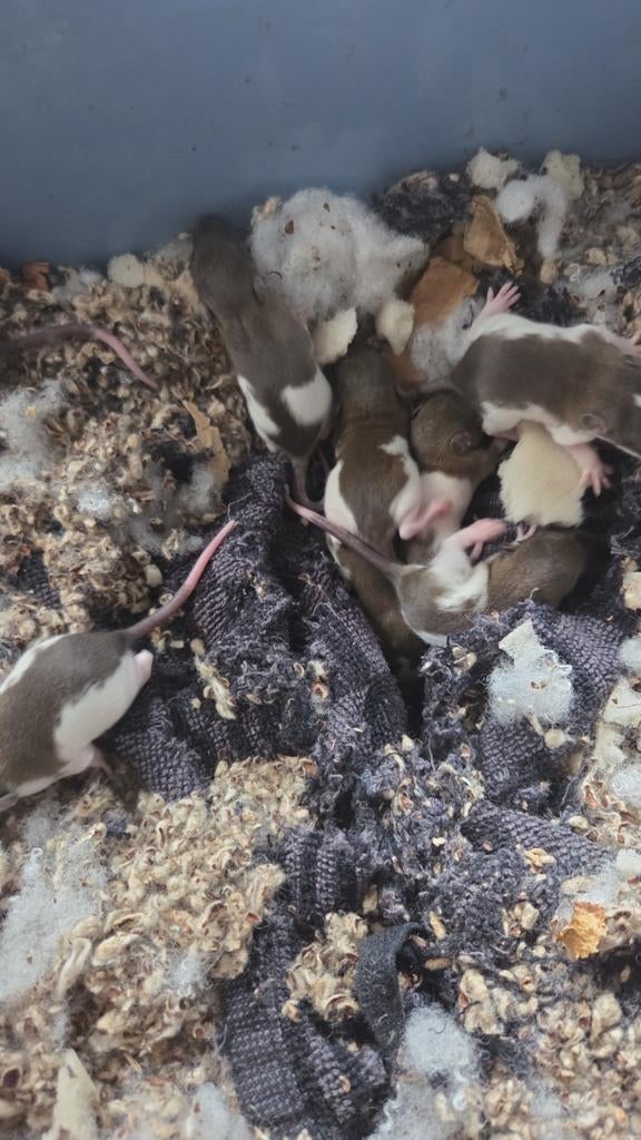 Lieve dumbo ratjes, Dieren en Toebehoren, Rat, Maart, Meerdere dieren, Tam