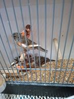 Mooie Harlekijn kanaries, Meerdere dieren, Kleurkanarie