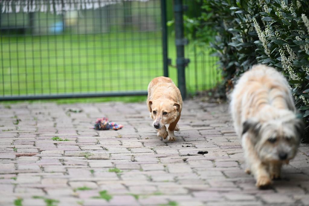 Ann, klein corgi x teckel mix teefje gest 1 jaar, Particulier, 1 tot 2 jaar, Buitenland, Teef
