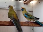 stogele  rossela, Dieren en Toebehoren, Vogels | Parkieten en Papegaaien, Meerdere dieren, Parkiet