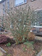 Grote vlinderstruik, Overige soorten, 100 tot 250 cm, Zomer, Ophalen