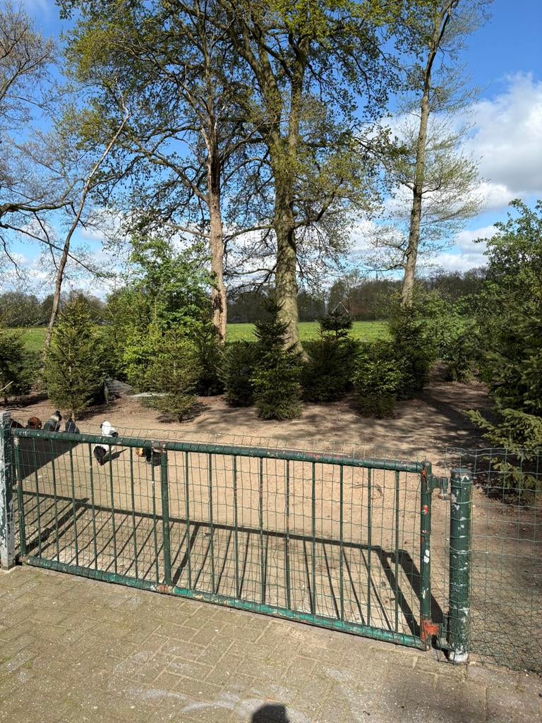 Hekwerk poort met scharnierpaal., -, -, Ophalen of Verzenden, Zo goed als nieuw