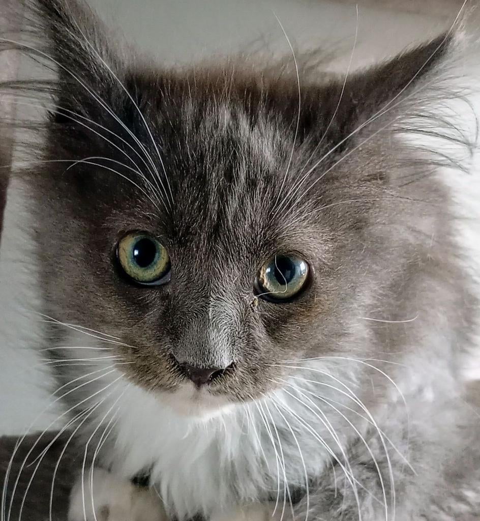 Laatse Main Coon kitten Polydactyl te koop, Dieren en Toebehoren, Kater, Ingeënt