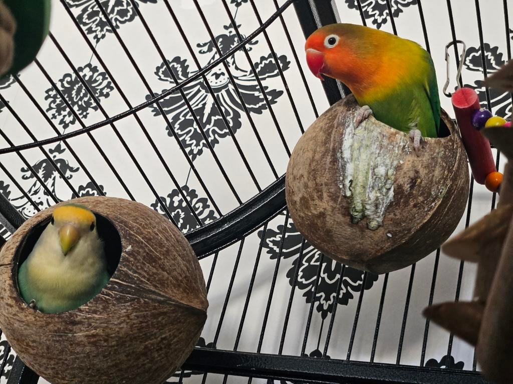 2 mooie agapornis 1 jaar jong, Dwergpapegaai of Agapornis, Geringd