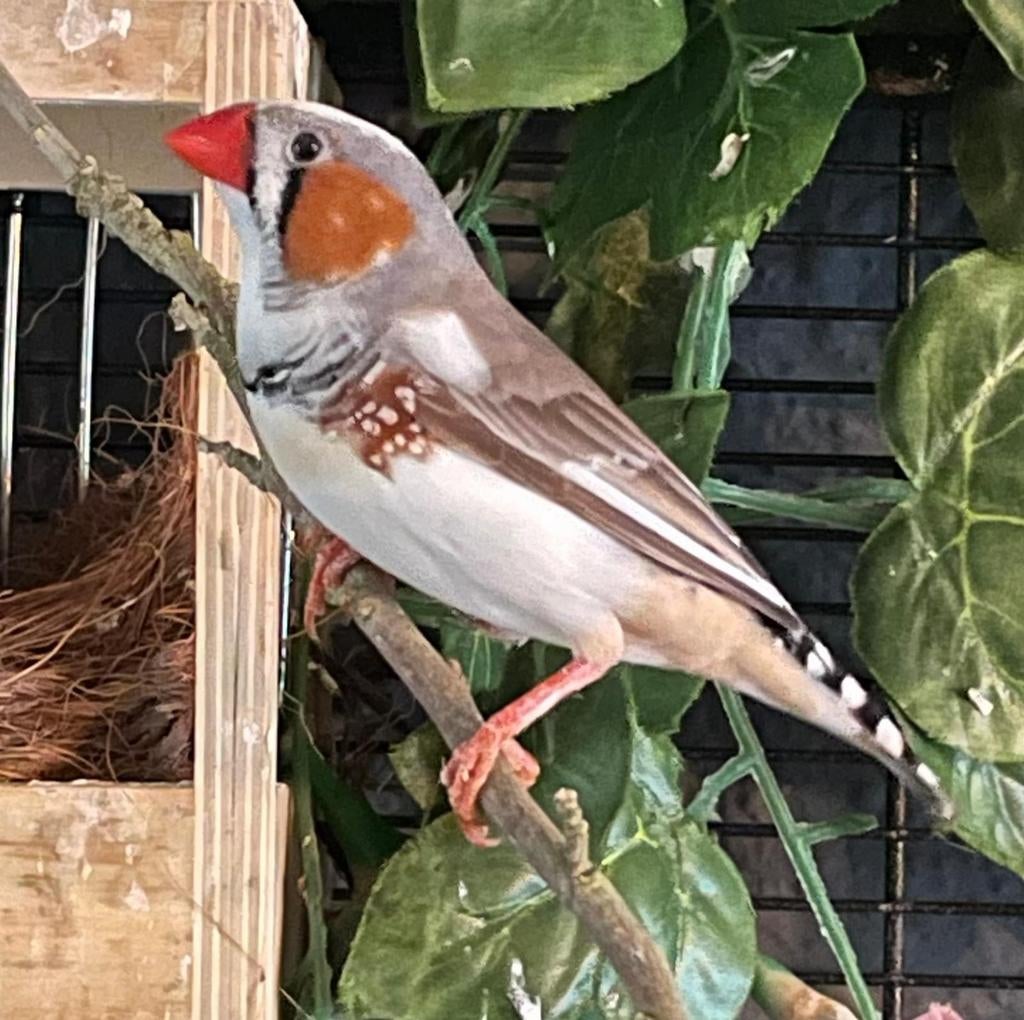 Bonte zebravinken, Dieren en Toebehoren, Meerdere dieren, Tropenvogel