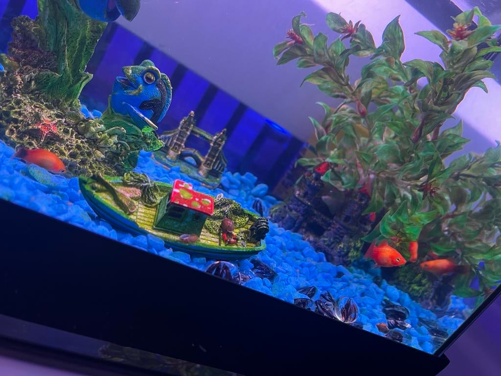 Aquarium inclusief toebehoren en visjes, Dieren en Toebehoren, Ophalen of Verzenden, Zo goed als nieuw, Filter