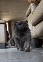 Dwergkees, Keeshond, Reu, 8 tot 15 weken, Eén hond