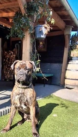 Dekreu (Cane Corso X Bullmastiff) beschikbaar / dek reu, Dieren en Toebehoren, Reu, 1 tot 2 jaar, Eén hond, Nederland