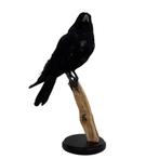 Opgezette Kraai uniek decoratie op houten stronk, Verzamelen, Dierenverzamelingen, Ophalen of Verzenden, Zo goed als nieuw, Vogel