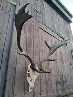 Groot Damhert Gewei – Prachtige Landelijke Wanddecoratie, Ophalen, Zo goed als nieuw, Hert, Gewei of Kop