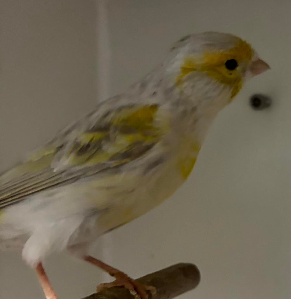 Kanarie MAN Opaal Geel Mozaiek broedrijp, Dieren en Toebehoren, Vogels | Kanaries, Mannelijk, Kleurkanarie