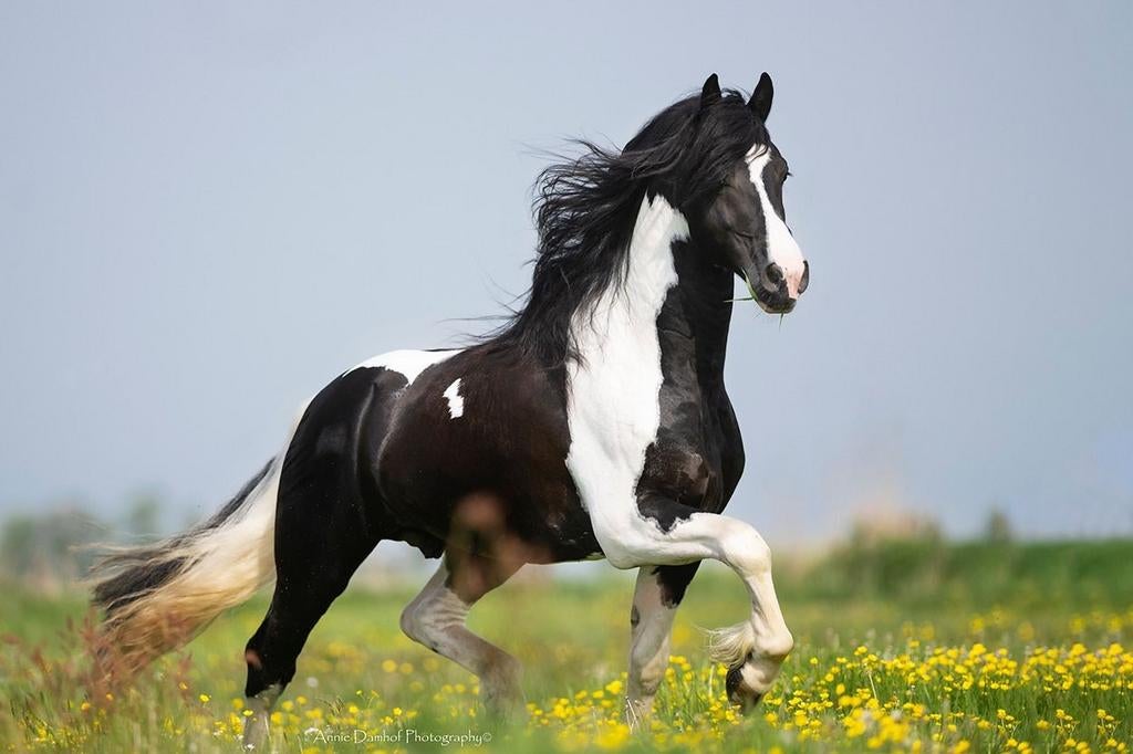 TER DEKKING: DE KAMPIOEN VAN 2026 IEME BP60 SPORT, Dieren en Toebehoren, Paarden, Dressuurpaard, Hengst, 7 tot 10 jaar, 165 tot 170 cm