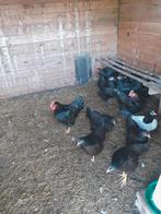 Te koop kippen tegen de leg., Meerdere dieren, Kip