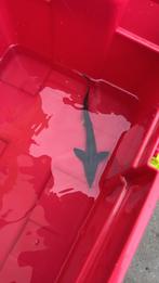 2 steurs te koop!, Dieren en Toebehoren, Vissen | Vijvervissen, Steur